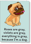 Veterinarian Valentine - Dog Lover Valentine Card - Pug Owner Greeting Card - Pug Cards - Gray - Greeting Card